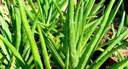 Aloe Vera for Men SEO