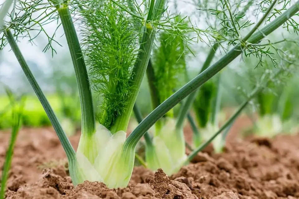 Fennel Seed Extract SEO