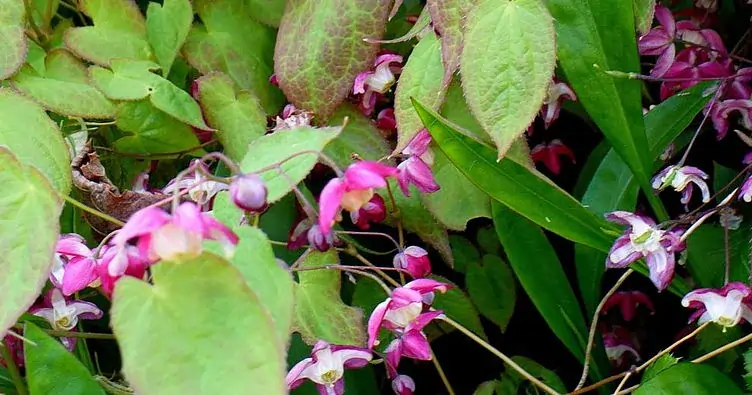 Horny Goat Weed Extract SEO