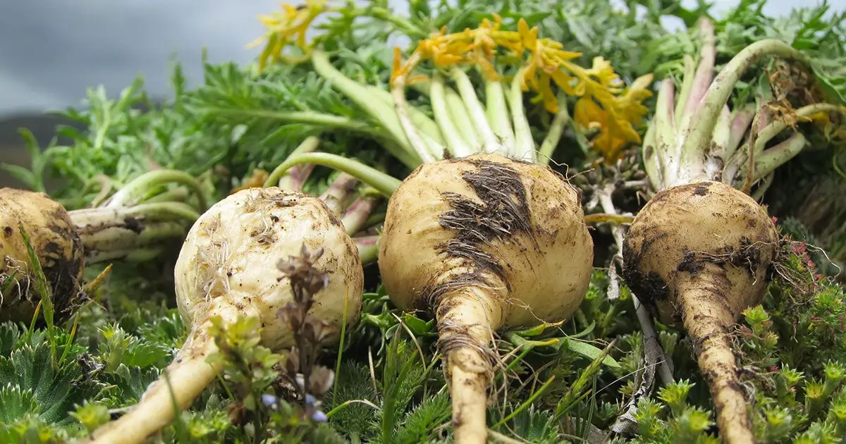 Maca Root for Stamina SEO