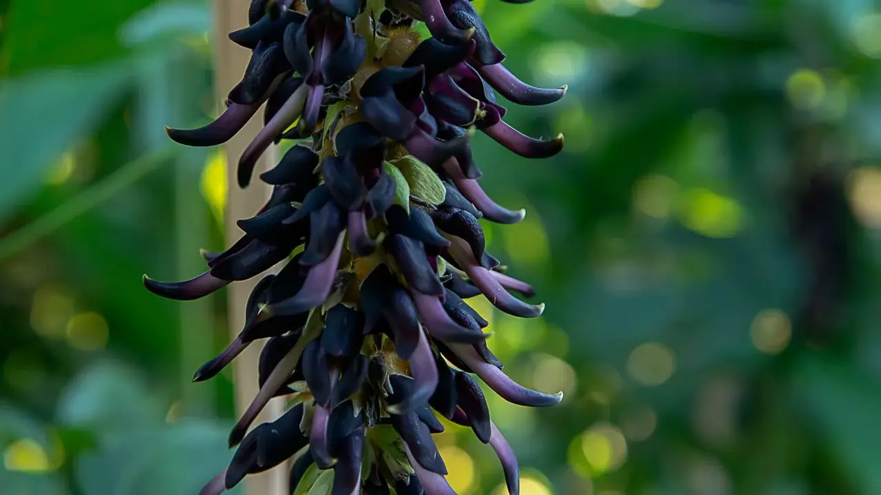 Mucuna Pruriens Extract SEO
