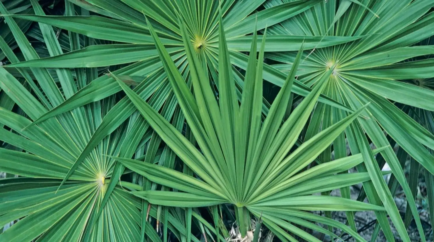 Saw Palmetto for Testosterone SEO